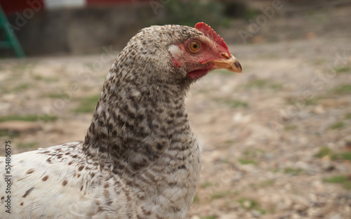 Portrait of domestic hen with red crest on head.Chicken poultry producing natural meat and eggs.Broiler chick growing in incubator farm.