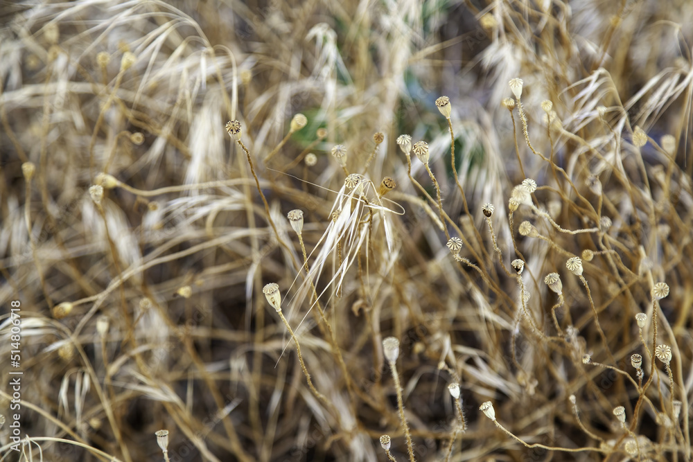 Fototapeta premium Wild spiked flowers