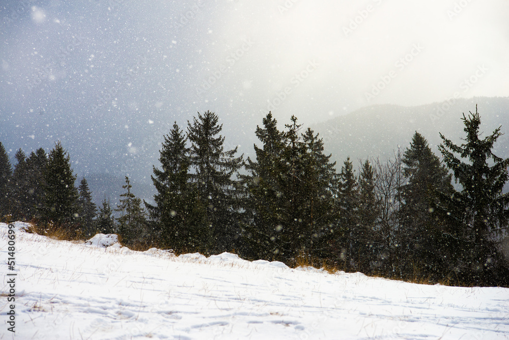 Winter landscape with trees and snowfall