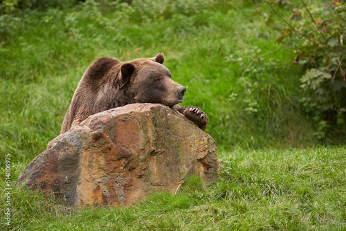 Brown bear bored on a stone portrait