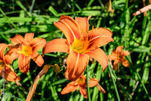 Many small vivid orange flowers of Lilium or Lily plant in a British cottage style garden in a sunny summer day  beautiful outdoor floral background photographed with soft focus.