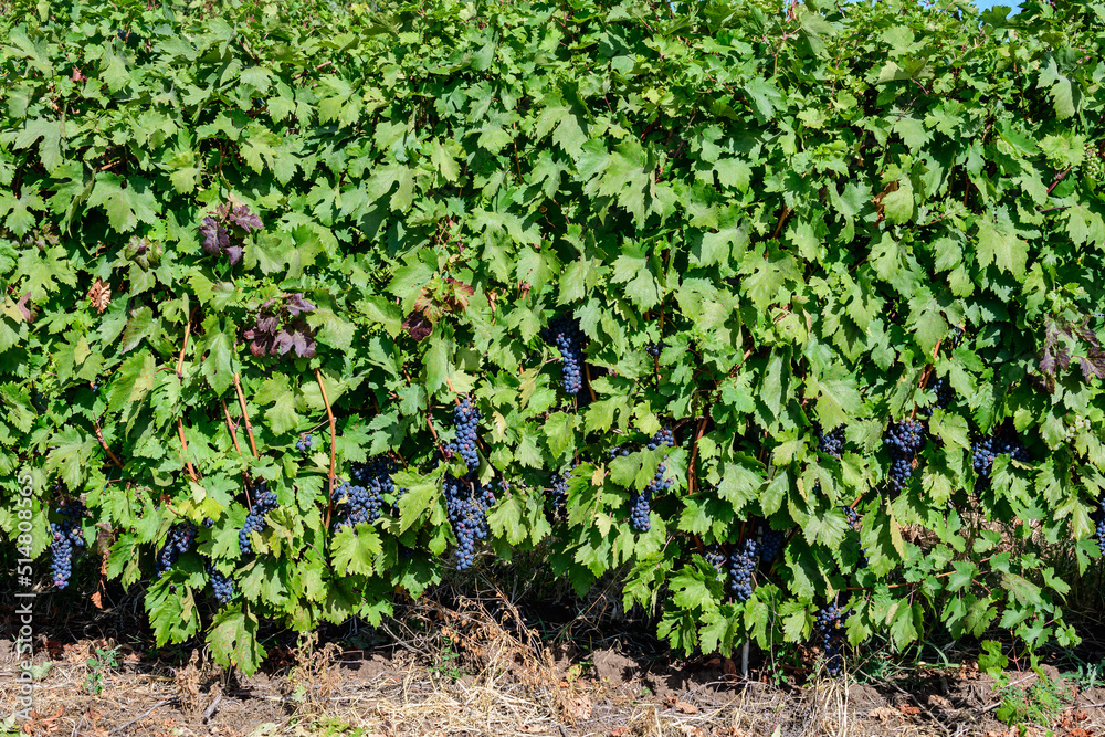 Row with large plants with many ripe organic dark black grapes and green leaves in vineyard in a sunny autumn day . Row with large plants with many ripe organic dark black grapes and green leaves in vineyard in a sunny autumn day .