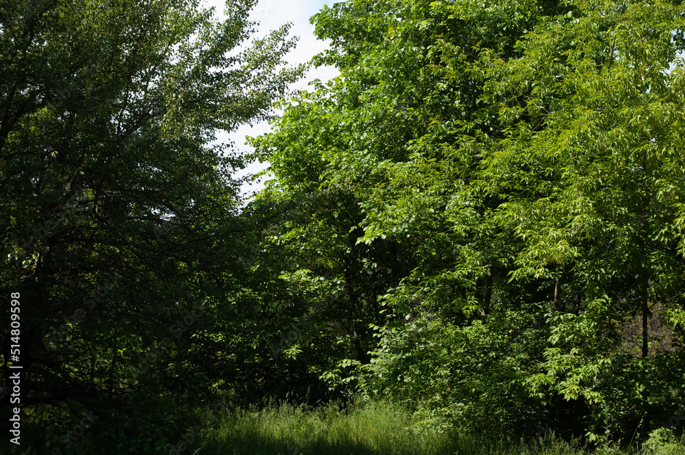 summer background: trees with lush green leaves against blue sky summer background: trees with lush green leaves against blue sky