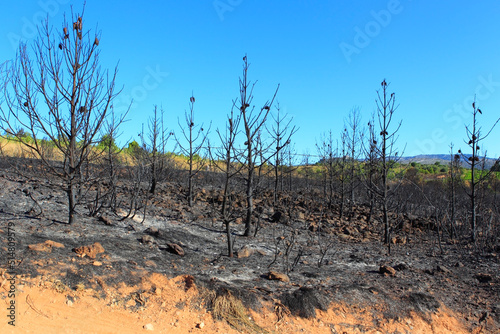 Forêt de Pins (après incendie)