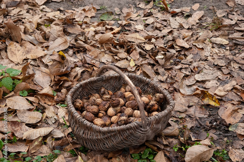 a wicker basket of walnuts stands amidst fallen autumn leaves