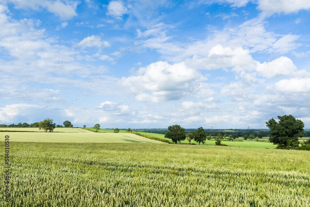 UK countryside. Wheat crop field, blue sky and clouds landscape