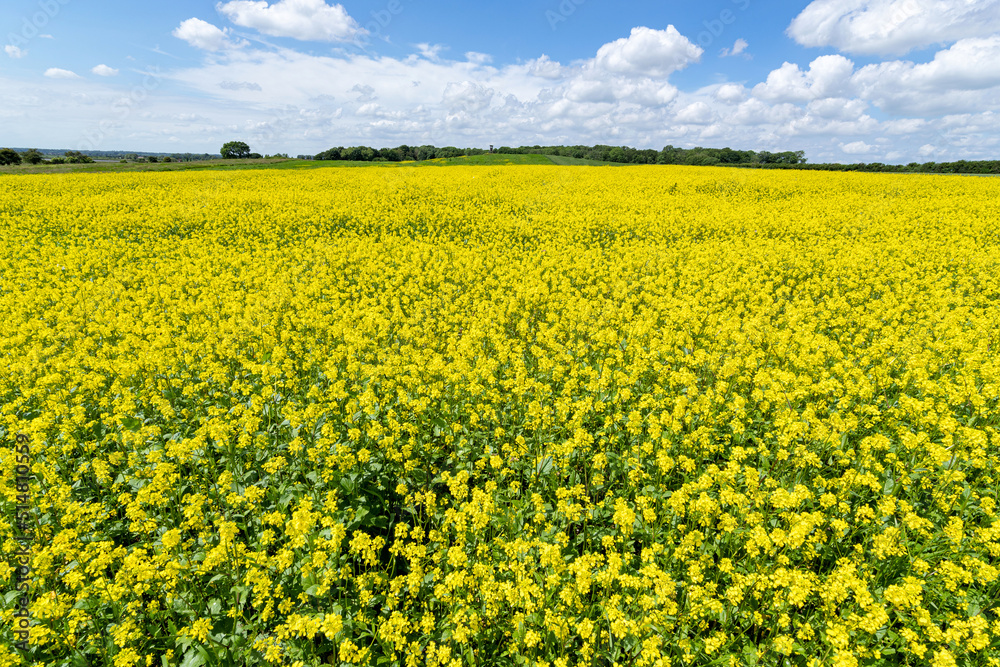 field of rape in Schleswig-Holstein, Germany