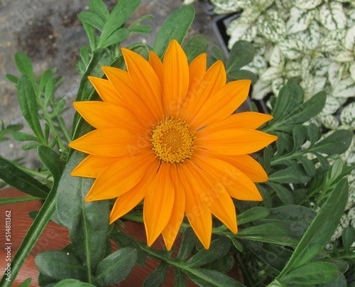 Orange flower closeup, Nursery visit