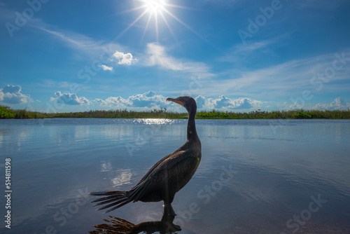 Cormorant at the water s edge in Florida Everglades