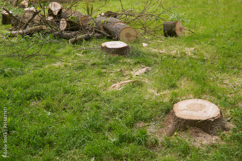 Stumps and a sawn tree lying on the grass. Stumps and a sawn tree lying on the grass.