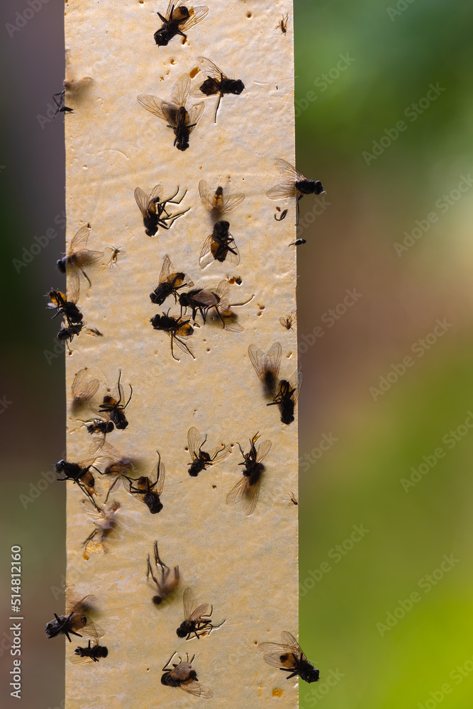 Dead flies on a sticky tape. flypaper, sticky tape. trap for flies ...