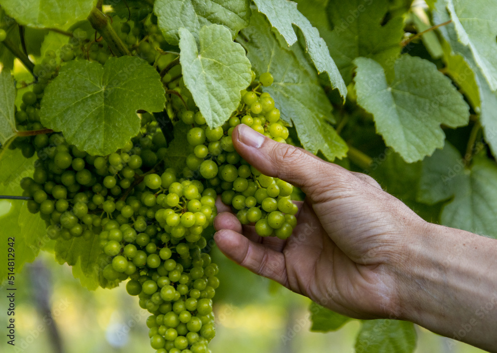 Man in vineyard picking green grapes from vines, selecting grapes of a certain size to get ready to make wine.