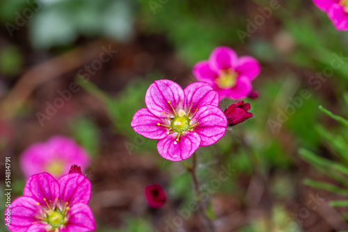 Blooming saxifrage flower on a sunny spring day macro photography. Garden rockfoils flower with bright pink petals in springtime. Saxifrage plant floral background.	
