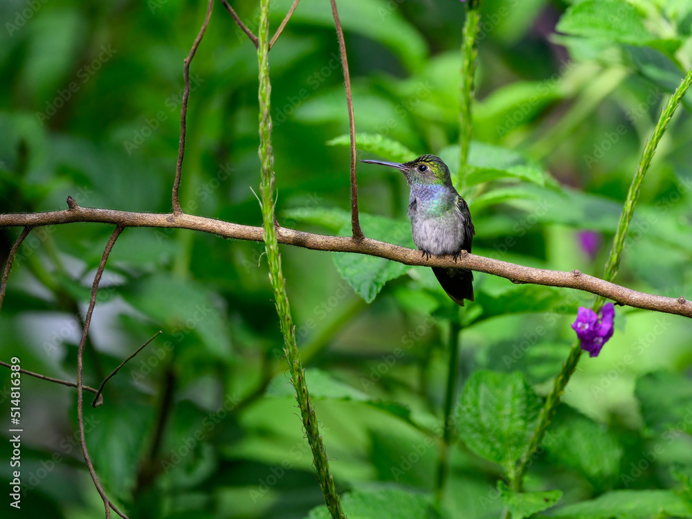 Naklejka premium Blue-chested Hummingbird sitting on stick against green plants