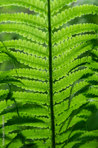 Beautiful leaves of a growing fern
