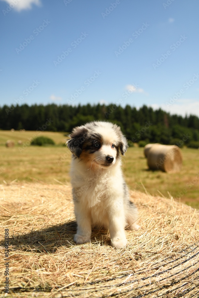 Chiot de race berger australien dans un champ Chiot de race berger australien dans un champ
