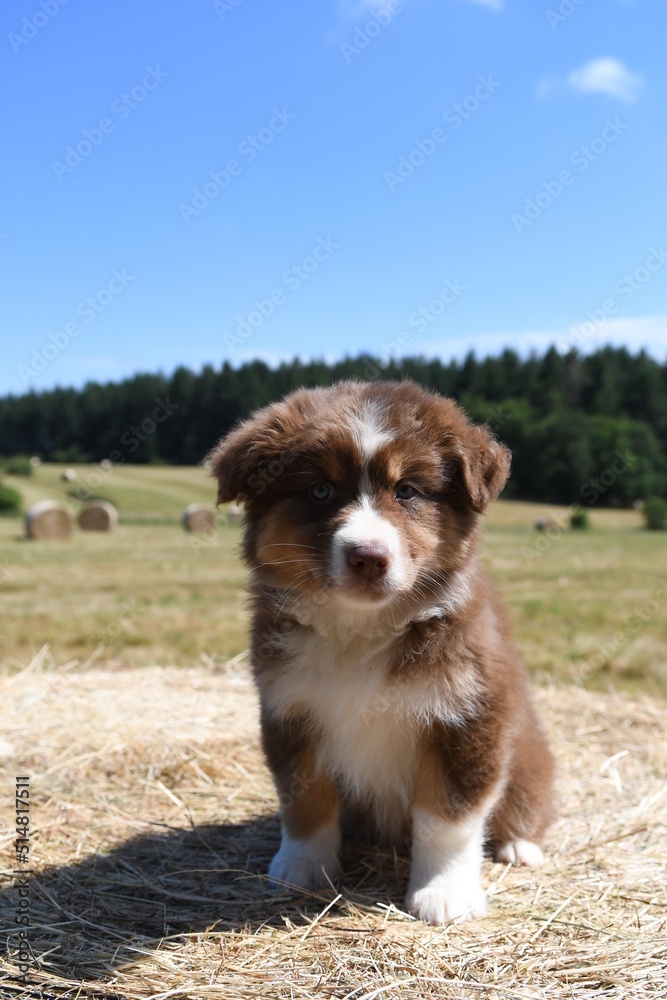 Bébé chiot de race Berger Australien dans la nature