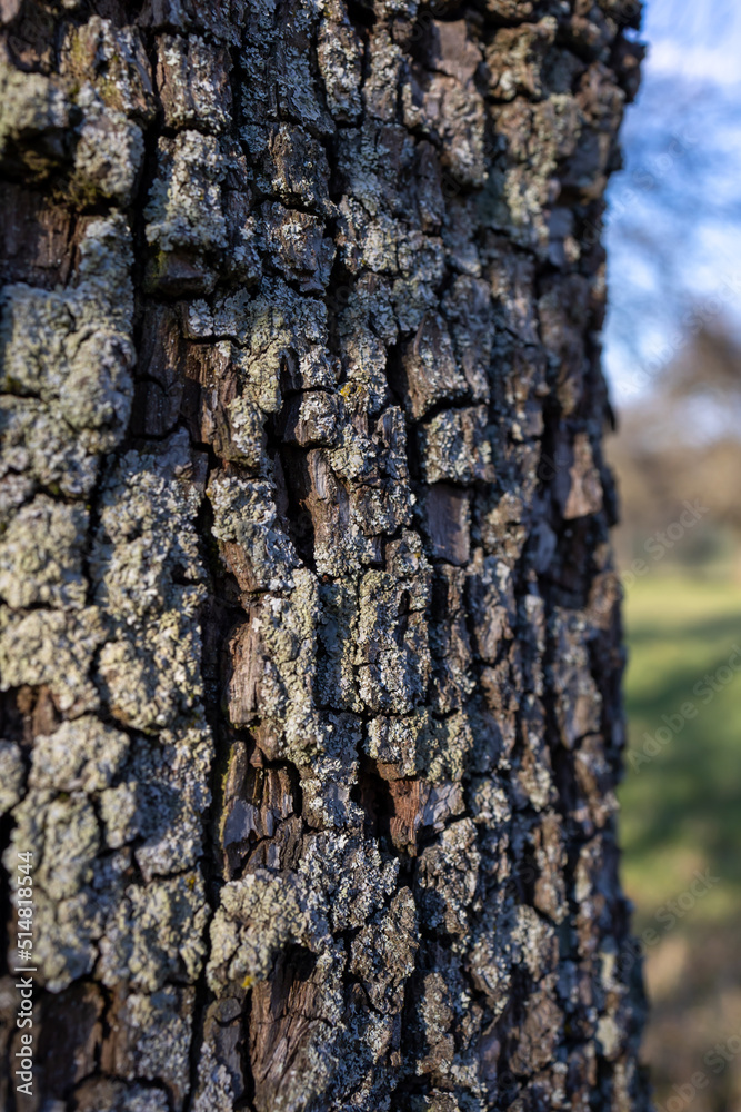 Fototapeta premium bark of a tree