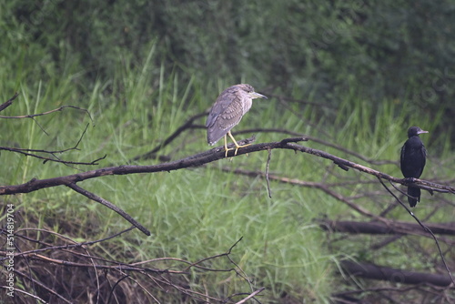 red backed shrike