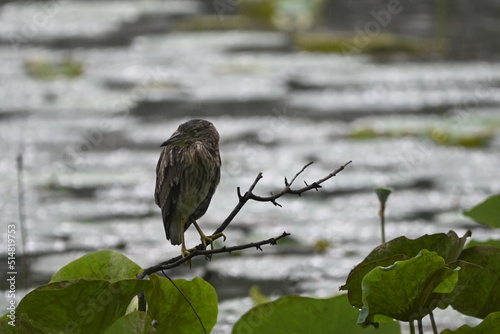 blue heron on a branch