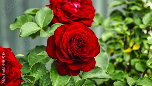 Rote Rose Blüte
