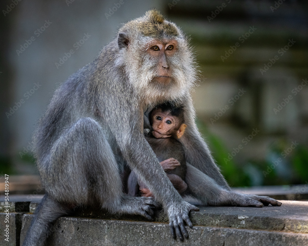 mother and child macaque mother and child macaque