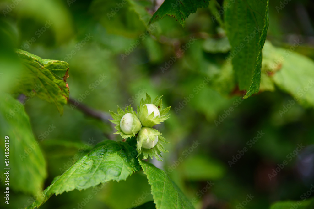 beautiful hazelnuts on a sunny midsummer day beautiful hazelnuts on a sunny midsummer day