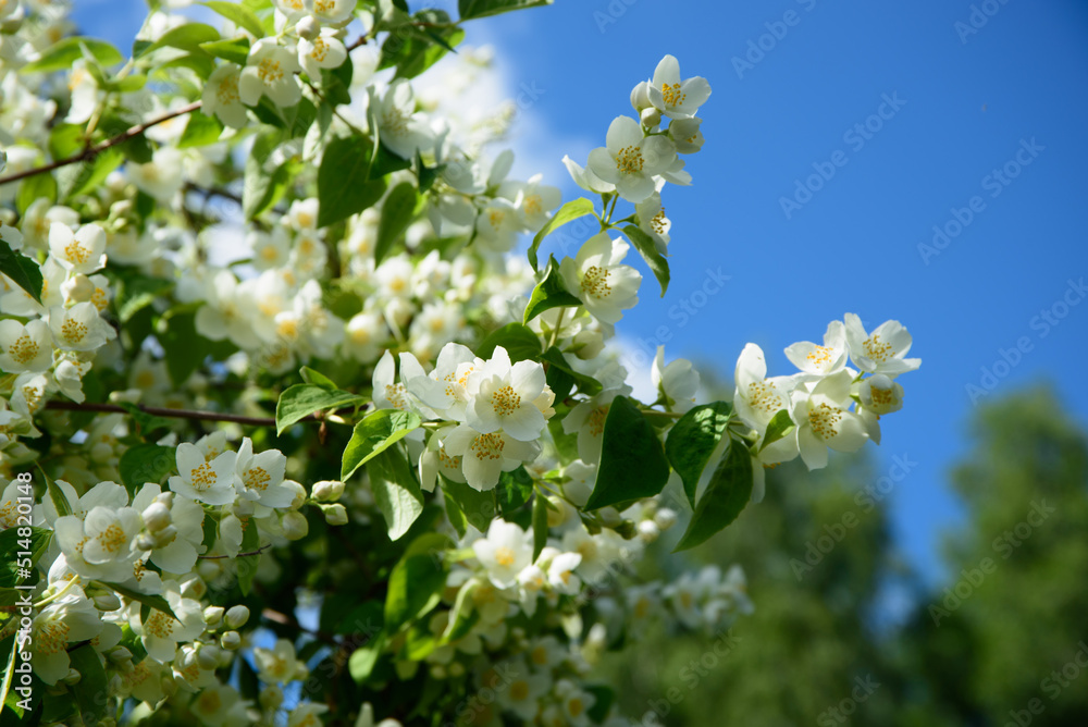 a beautiful jasmine bush on a sunny midsummer day