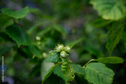 beautiful hazelnuts on a sunny midsummer day photo