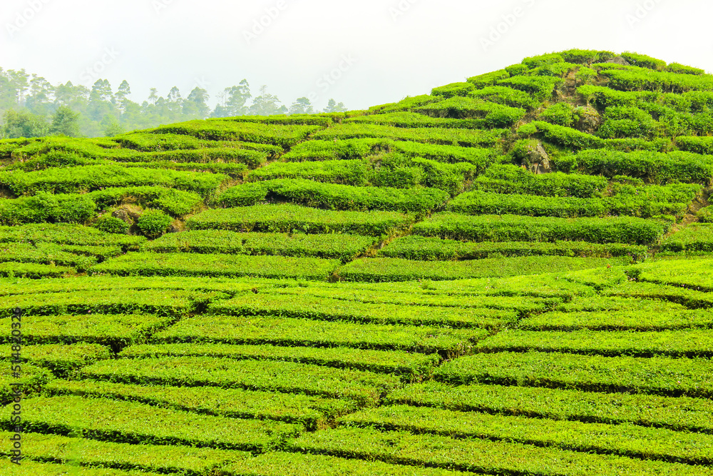 Tea Plantation and Trees in Ciwidey, Indonesia. Green Nature Background