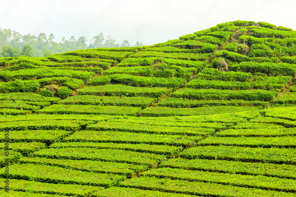 Tea Plantation and Trees in Ciwidey, Indonesia. Green Nature Background Tea Plantation and Trees in Ciwidey, Indonesia. Green Nature Background