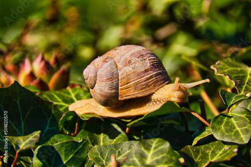 Weinbergschnecke / Makro