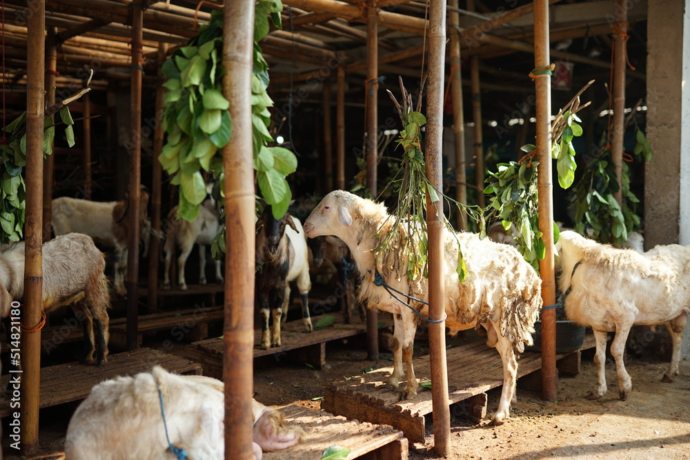 hari raya qurban, kambing untuk penyembelihan hewan kurban sebagai