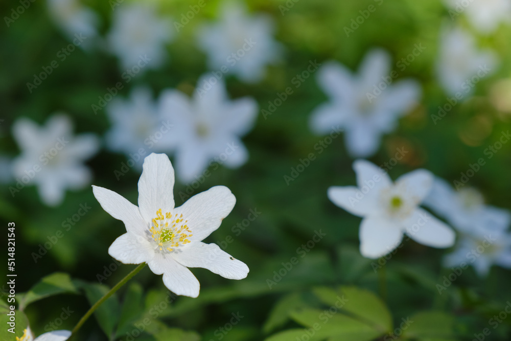 flowers on lawn