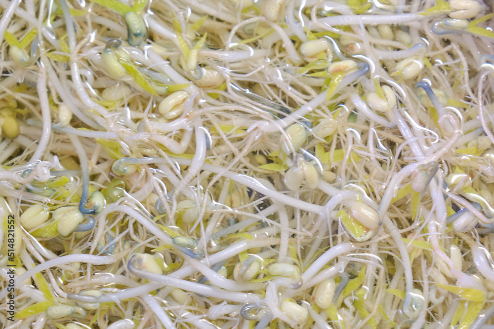 Mash bean sprout Mash bean sprout
