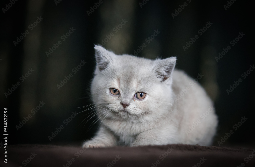 British shorthair cat posing inside. Beautiful kitty