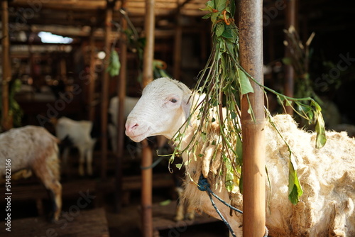 hari raya qurban, kambing untuk penyembelihan hewan kurban sebagai ibadah muslim photo