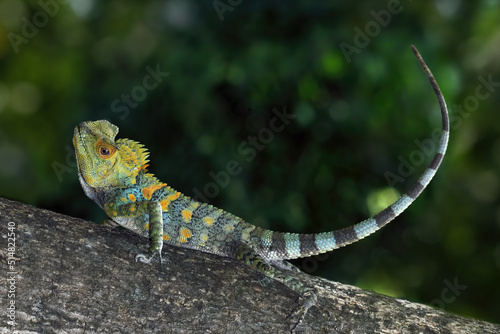 Fényképezés Forest dragon reptile on a tree, Gonocephalus chamaeleontinus, full body