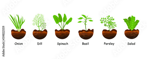 Set of herbs, garden herbs in the ground, popular culinary plants, basil, dill, parsley, green onion, spinach, lettuce. Plants are drawn in flat style on a white isolated background. Vector plants.