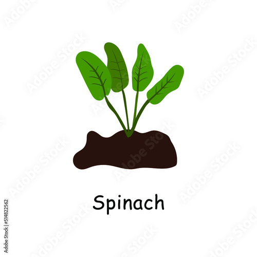 Spinach in the ground, vector drawing. Isolated spinach plant. Herbal illustration. Garden plant in flat style. Illustration on white isolated background.