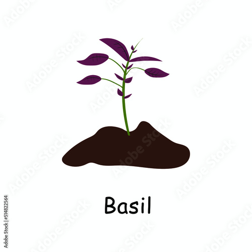 Basil in the ground. Vector basil.  Isolated basil plant with leaves. Herbal illustration. Garden plant in flat style. Illustration on white isolated background.