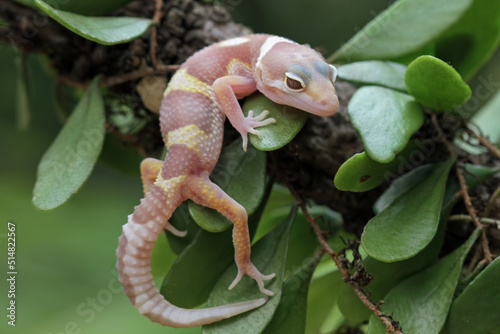 Baby leopard gecko lizard on branch   eublepharis macularius