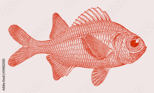 Scarlet soldierfish myripristis pralinia, nocturnal marine fish in side view