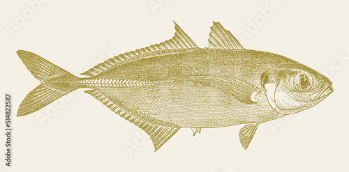 Yellowtail scad atule mate, inshore marine fish in side view