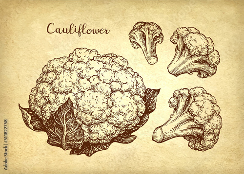 Cauliflower ink sketch set.