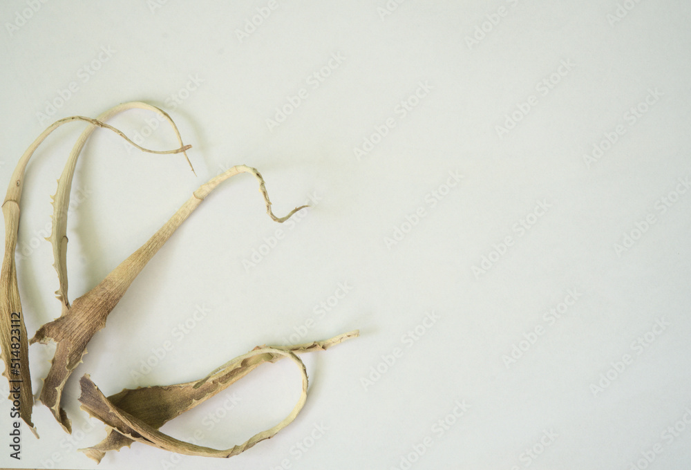 dry aloe leaves arranged in a composition on a white background with free space for text, a few dried, rolled up pieces of leaves sticking out of the corner, the art of arranging dry aloe leaves arranged in a composition on a white background with free space for text, a few dried, rolled up pieces of leaves sticking out of the corner, the art of arranging