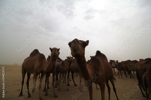 A farming area for Camel from the outskirt of Jeddah town, Saudi Arabia