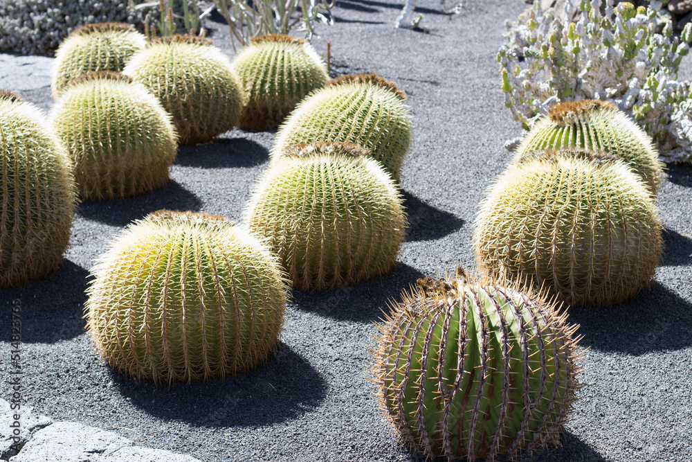 Cactus garden, Lanzarote, Canary Islands, Spain. Cactus garden, Lanzarote, Canary Islands, Spain.