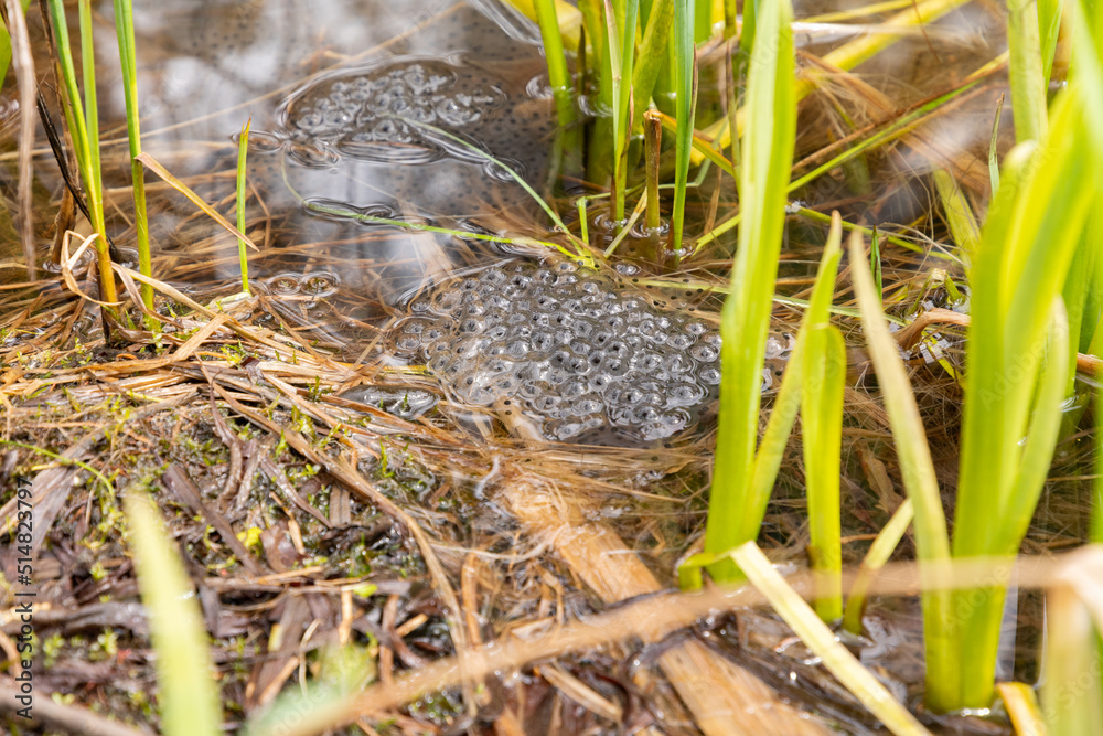 Frog spawn in an alpine lake near Alt Saint Johann in Switzerland Frog spawn in an alpine lake near Alt Saint Johann in Switzerland