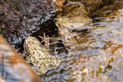 Mating frogs in a small lake in the alps in spring time